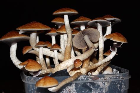 Psychedelic Tourism: Experiencing Magic Mushrooms in LA